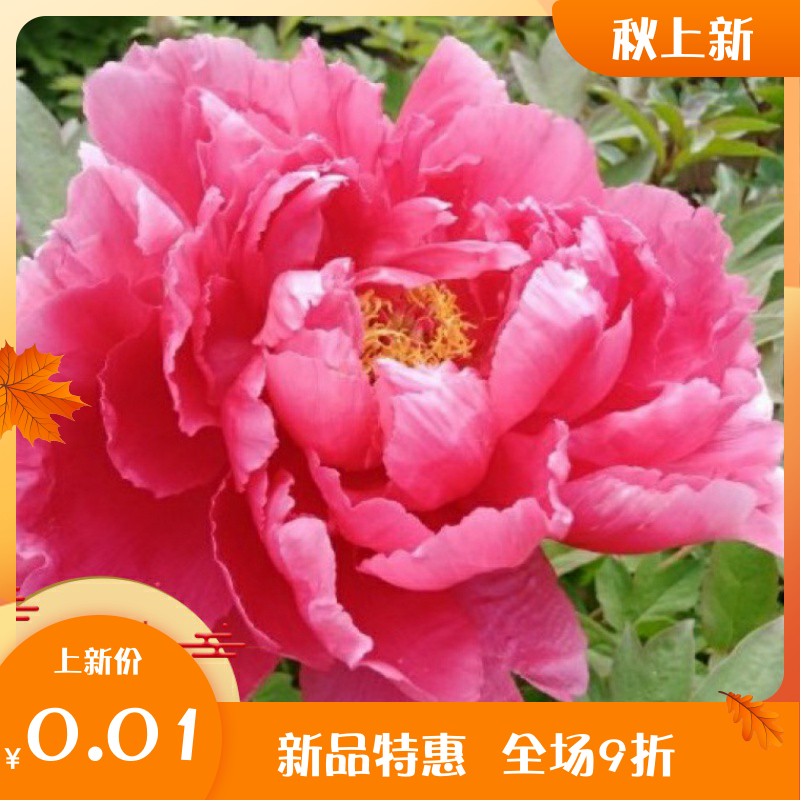 Self-made computer wallpapers need to be installed on their own without the need for logistics shipping along with the shoot 