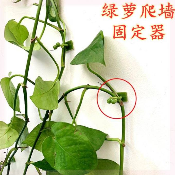 Plant Climbing Trellis, Green Plant Stand, Green Plants, Green Plant Cuttings, Free-Form Climbing Vines, Wall-Mounted Plant Organizer, Wall-Climbing Plant Trellis.