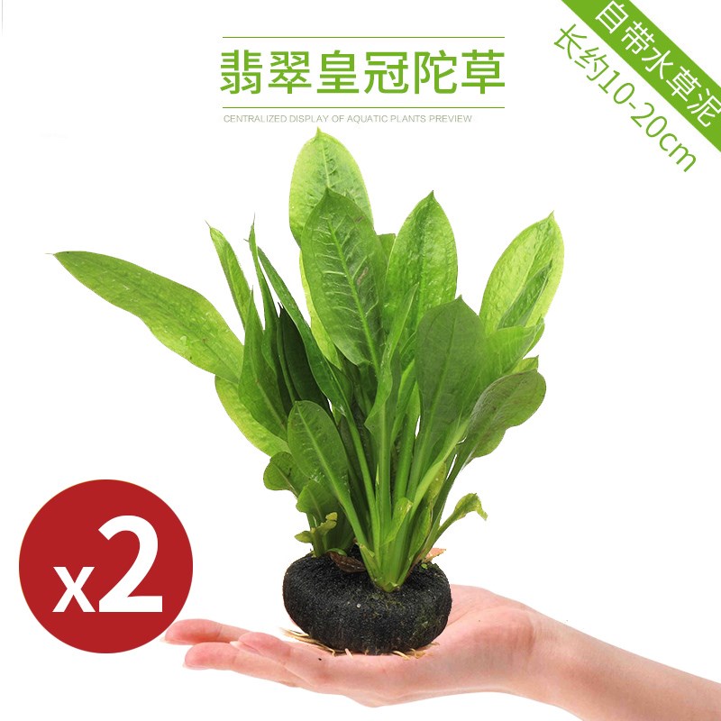 Oxygenation sloth new hand water grass package bonsai build view plant mud Upper water stone bottom sandwood water banyan alive true