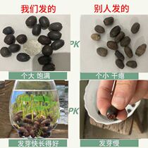 Four seasons of flower hydro plant mixed color mini sleeping lotus bowl of water pot aquatic lotus grass indoor and outdoor good nutrition