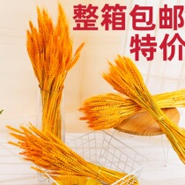 Dry crop pine photography opening laugh real flower rabbit tail fake pastoral wind Sunflower Funflower harvest gift dog tail