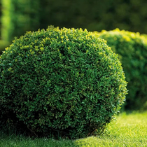 Courtyard greening small-leaf Ligustrum lucidum ball saplings Golden Ligustrum lucidum spherical tree golden leaf four-season evergreen cold-resistant plant potted plant