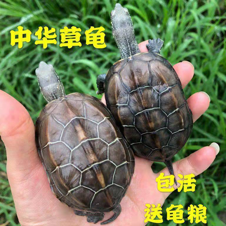 Chinese Herbal Turtle Living Gold Turtle Brazilian tortoise is cute and good to feed a pet to give a try and eat turtle food bag live