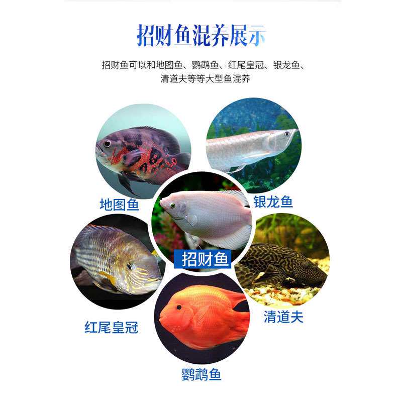 招財魚活體熱帶觀賞魚魚缸寵物水族箱魚淡水戰船魚風水魚大中型魚
