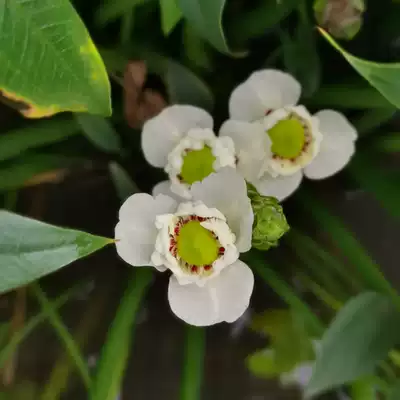慈姑挺水水生花卉植物室内慈菰茨姑重瓣花慈菇日本茨菰苗白马蹄种