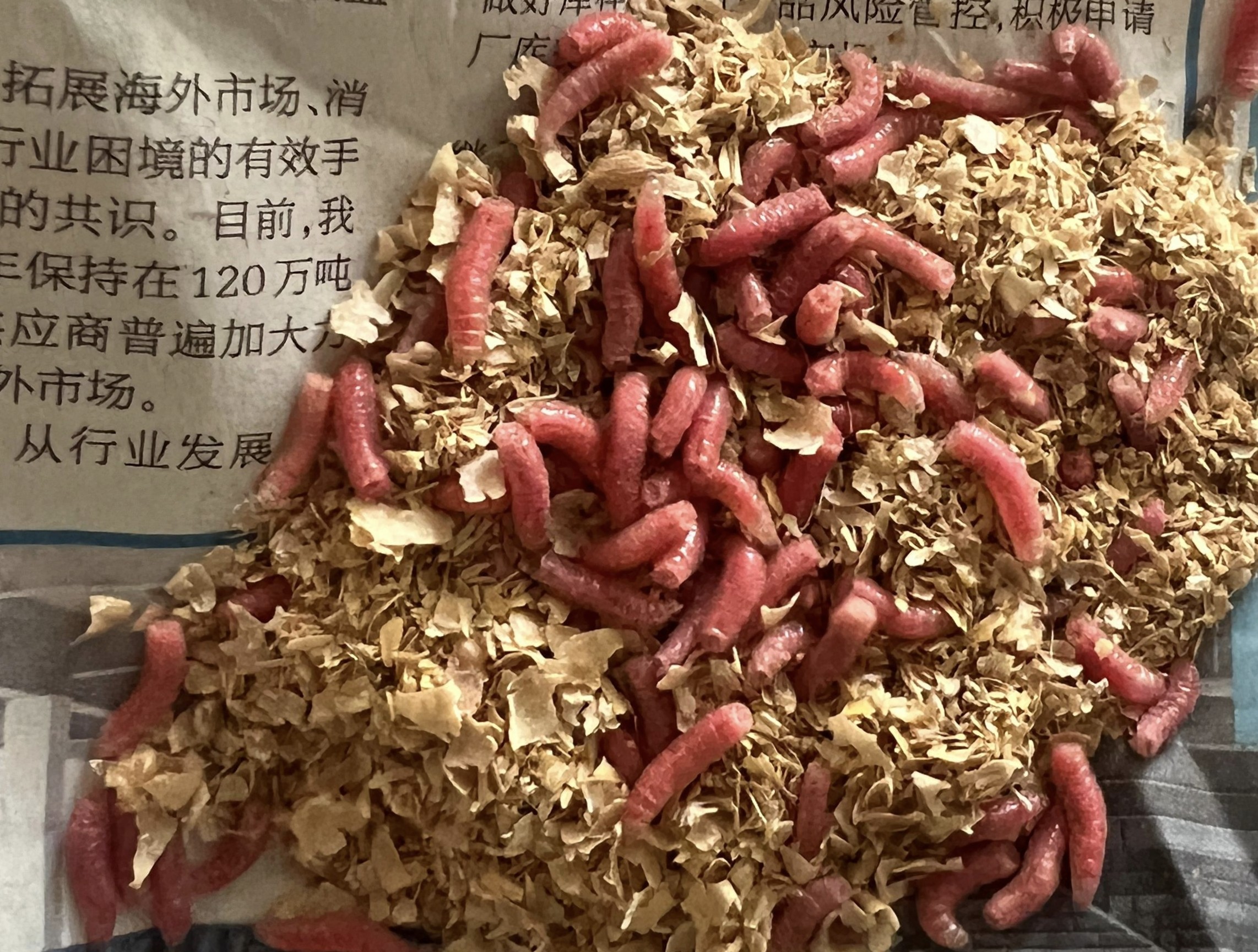 ✨绝绝子！歌莉娅巨人石斑鱼，吃一口就上头！