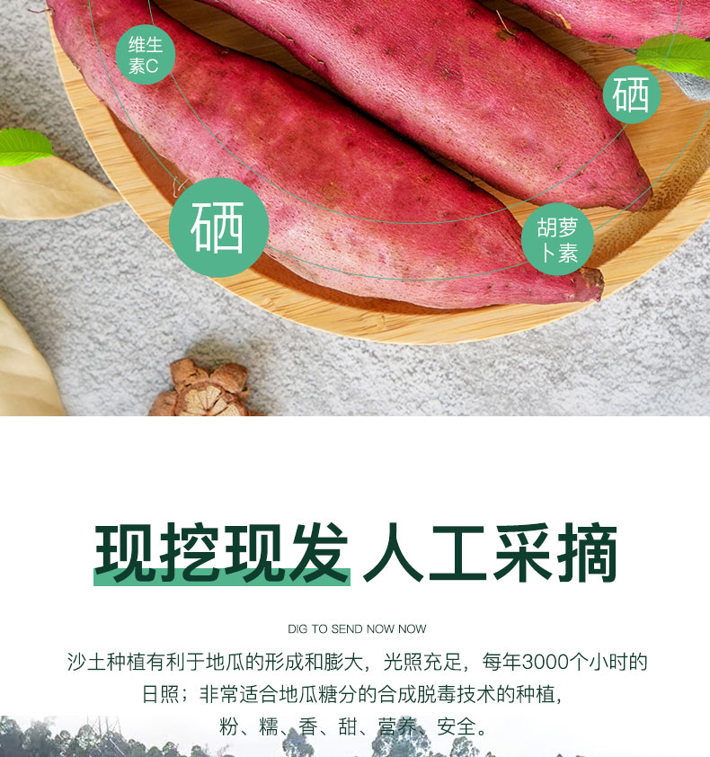【2斤】桥沙海南新鲜红薯桥头地瓜板栗番薯