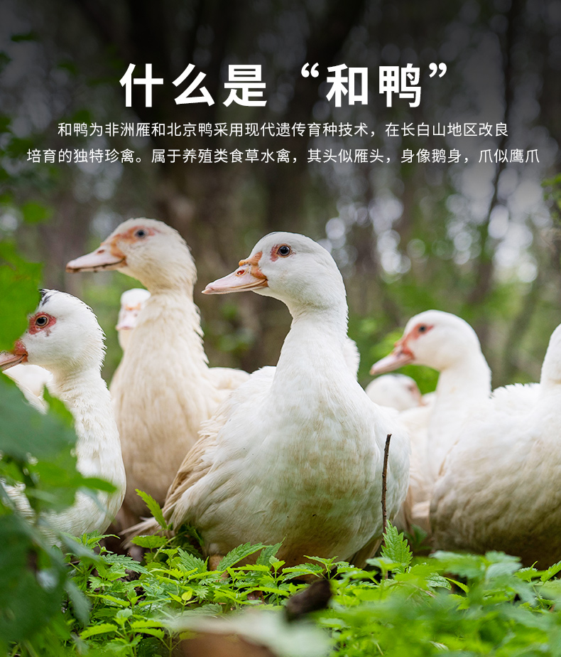 法尚 手撕酱板鸭 东北正宗和鸭 800g/半只 图1