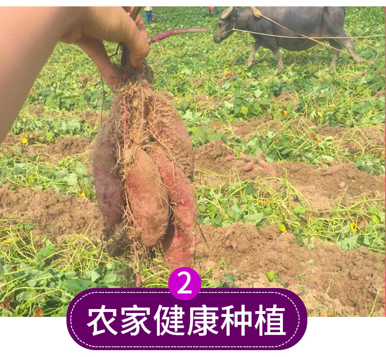 普果诗 现挖新鲜紫薯 10斤 图3