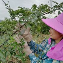 Plucker Pepper Special Gloves Anti-Prick Anti-Prick left Hand durable and thickened short Bull Leather Gardening Rose Gloves