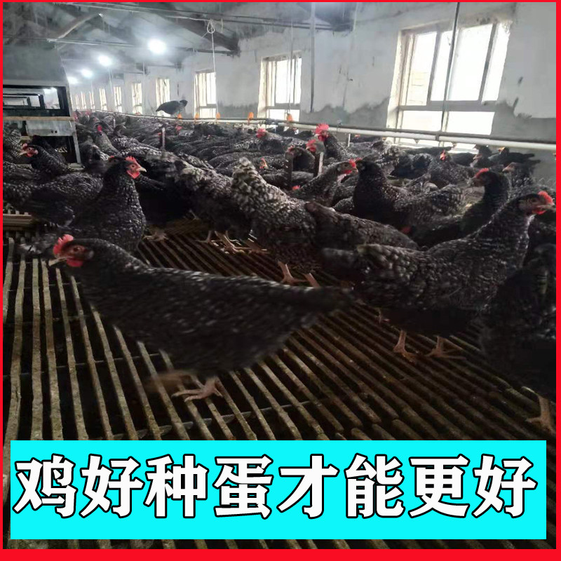 纯种绿壳芦花鸡受精蛋怎么选?新手养鸡必看!🐔-鸡苗-淘宝百科网