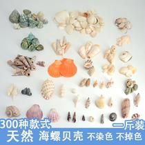 Natural white shell conch one pound small starfish micro landscape drift bottle craft jewelry handmade flowers diy material