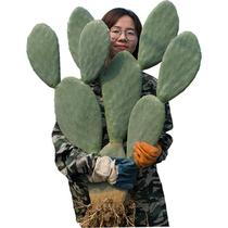 Authentic Mibunta edible cactus to eat as a vegetable beauty external to stay water potted plants