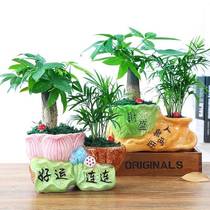 Fortune-making tree potted plant green planting flowers rich and rich bamboo lotus flower bamboo plant potted office inner table plant small bonsai