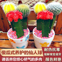 Colour Balls Three-color Ball Combination Blooming Potted indoor radiation New multi-meat office Desktop Green plant