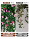 Hanging Rose Flower Artificial Indoor Wall Decoration Fake Flower Homestay Window Display Floral Arrangement Potted Plant Hanging Decoration