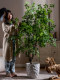 High-End Large Artificial Elm Tree for Indoor Living Room, Fake Tree Landscaping Ornament, Simulated Green Plant Atmosphere Decoration