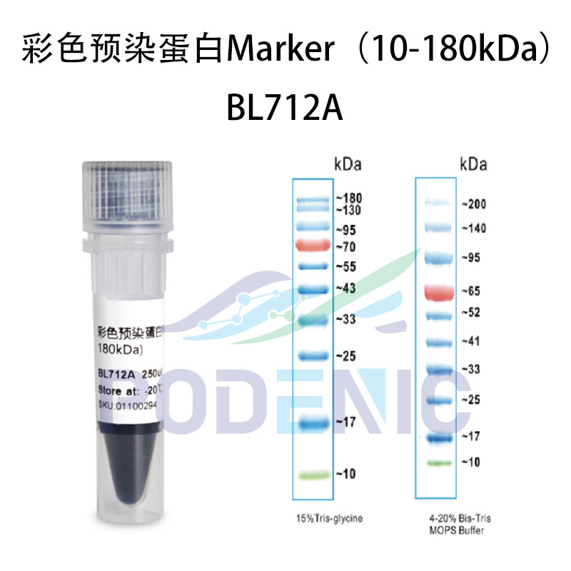 彩色预染蛋白Marker 10-250kDa/10-180kDa/15-130kDa 分子量标准