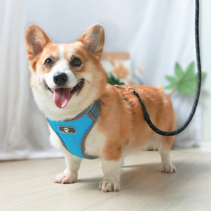 Dog chest strap traction rope adjustable vest-style dog rope going out small dog explosion-proof rush pet supplies corgi