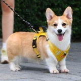 Деребное веревочное кольцо для собаки Corgi Special Special с маленьким собачьем жилетом собачьего жилета собака веревка летняя собака ремешок для собак