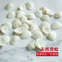 Natural white shells small snow shells 2~3cm Mediterranean home decoration wall stickers DIY floor punching one pound pack