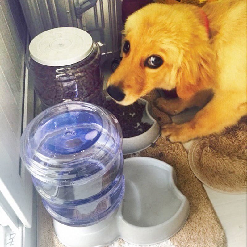 Dog Automatic Water Dispenser Feeder Drinking Water Artifact Pet Cat Water Dispenser Pet Water Dispenser Dog Supplies