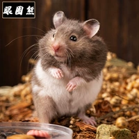 1 бровь медведь 1