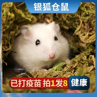 1 Серебряная лиса