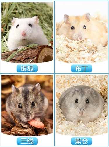 Семейная питательная печень маленькой хомяка была вакцинирована и здорово