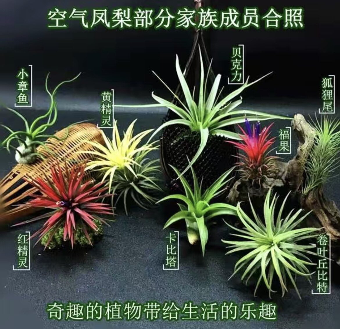 外婆家的秘密花园