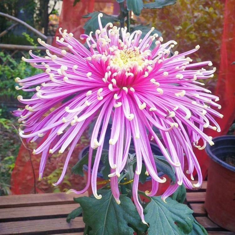 金丝菊牡丹菊：稀有品种菊花苗，四季种植驱蚊耐寒耐热的秘密武器！