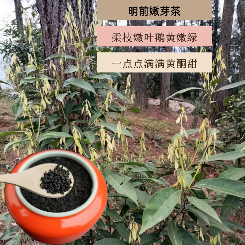 Meikangwang Tea, Made from Ginger Leaves and Stone Bamboo Shoots from Chongqing High Mountains, Is a Sweet Tea with Tender Buds That Can Help Lower Blood Pressure and Blood Sugar