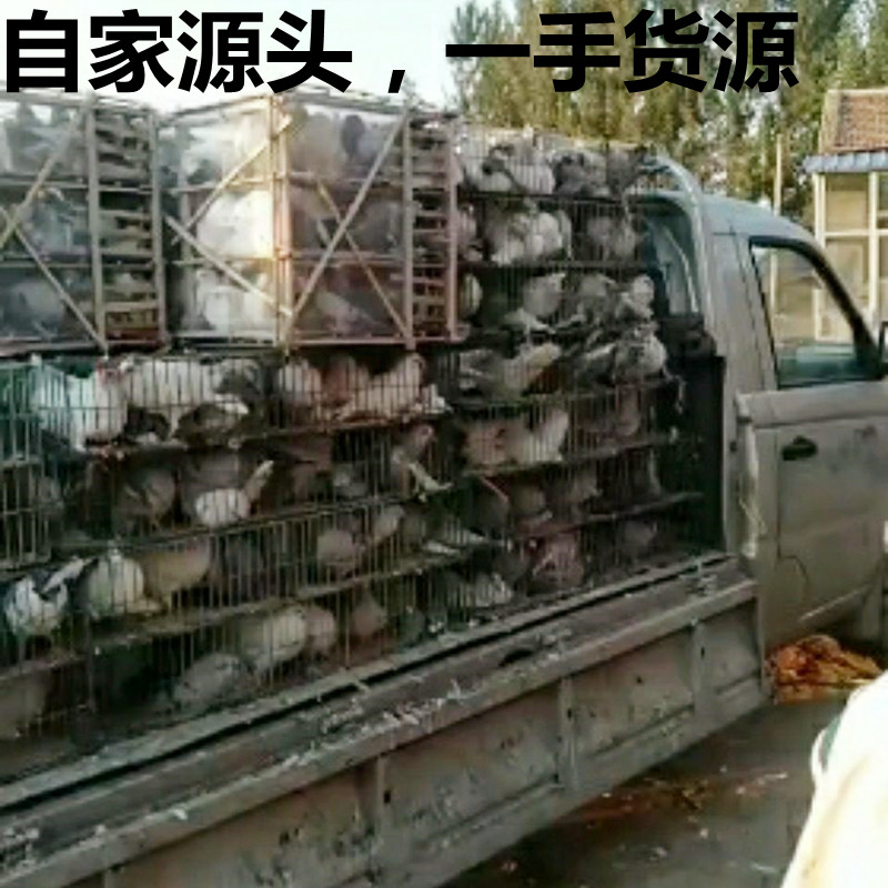 新鲜现杀乳鸽子20只装｜原粮散养速冻烧烤专用，顺丰包邮到家