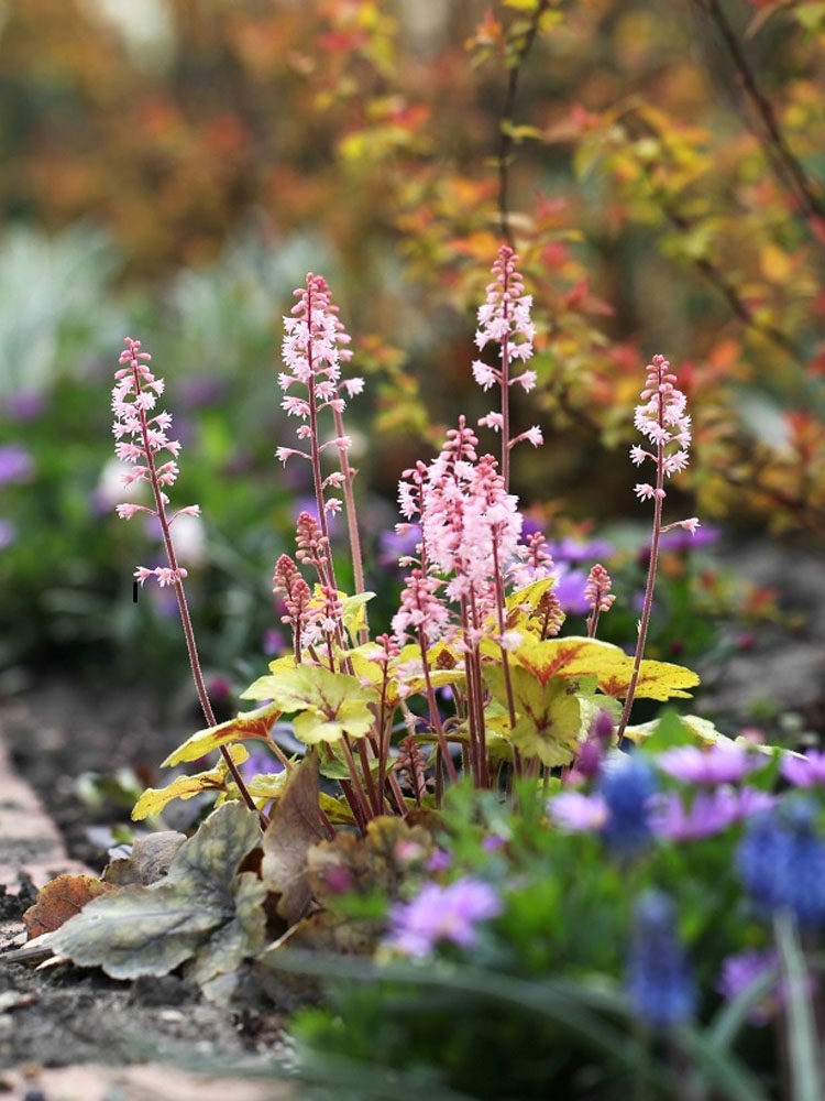 Heidi's garden-bearing colour rich balcony garden garden garden plant four seasons of green plant seedling