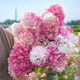 Heidi's garden vanilla strawberry cone hydrangea sun-resistant cold-resistant shrubs outdoor garden flower plants potted seedlings