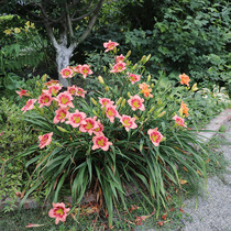 Heidis Garden big flower Hemerocallis wormwood grass perennial Hardy courtyard balcony flower plant potted flower seedlings spot