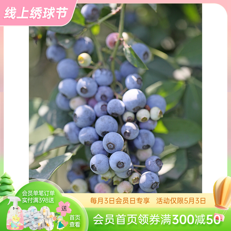 Heidi's Garden Flagship Shop Blueberry Pot Fruit Tree Seeds North South Trinity Balcony Plant Fruit Tree