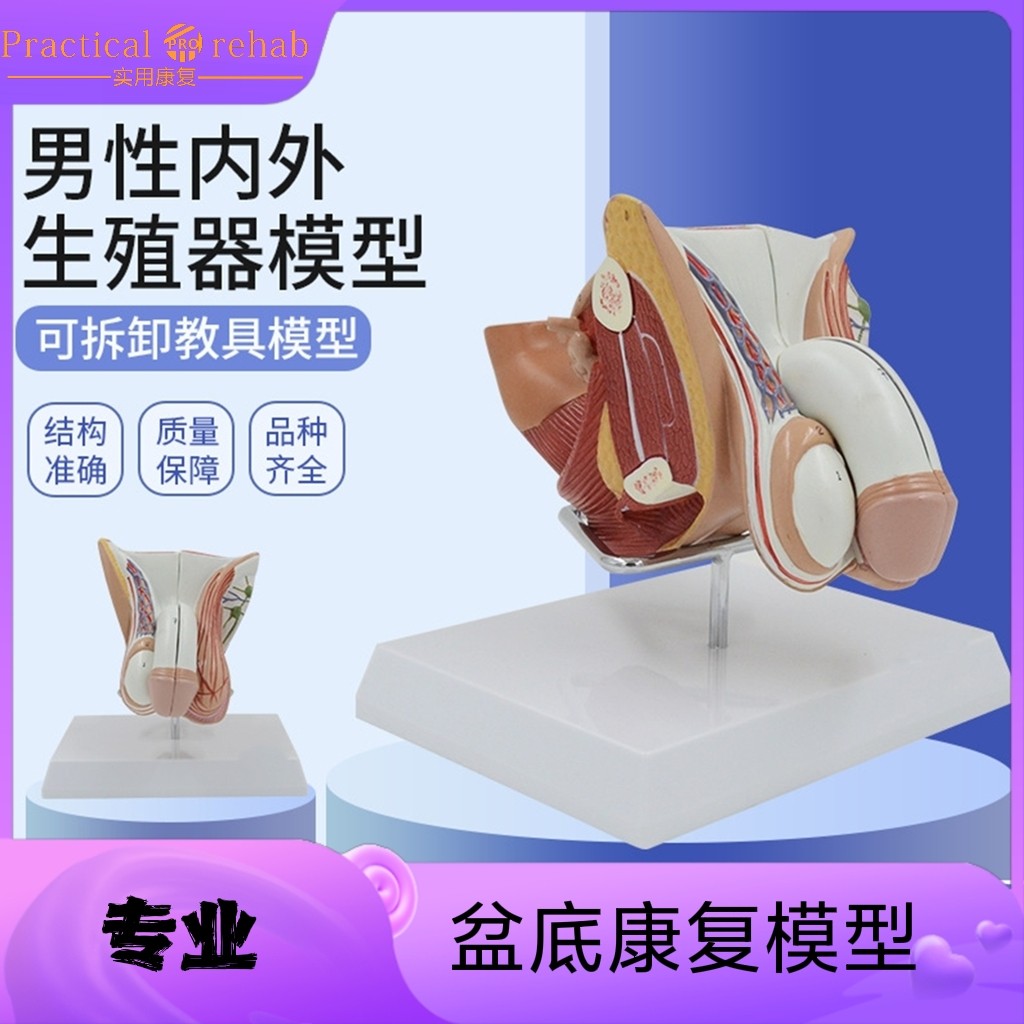 男性生殖模型解剖模型 生殖泌尿系统 男性内外生殖模型带支架盆底