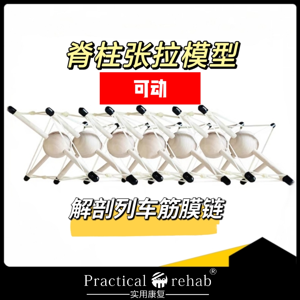 解剖学トレーニング脊柱テンセグリティモデル構造要素人間の筋膜テンセグリティ教材デモンストレーションダイナミック実用