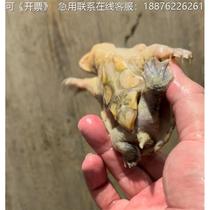 The narrow bridge is about 8 centimeters. Welcome to negotiate the price. Bring the price to discuss the price and consult customer service.