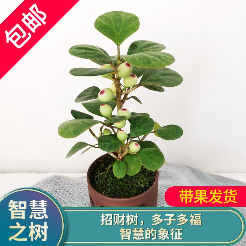 Bodhi tree bonsai potted small hope desktop dormitory green plant small potted eye protection flowers and plants indoor four seasons good maintenance