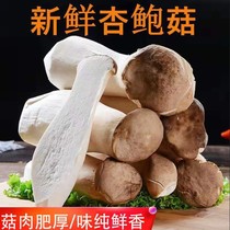 Pleurotus eryngii fresh vegetables Jiangsu farmhouse edible mushroom chicken mushroom hot pot ingredients 1 3 5kg