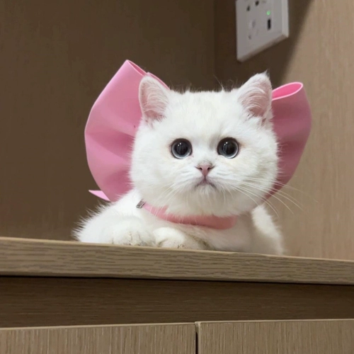 Мэри Кот Галстук-Бабочка Pet Галстук-Бабочка Шарф Кошка Ожерелье Украшения Бишон Фризе Ошейник Для Собаки Рэгдолл Кошка Немецкий