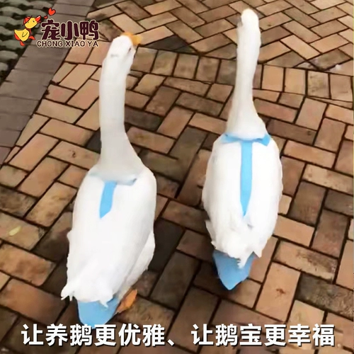 Чистая моча мочи с красным питомцем не мокрой подгузники.