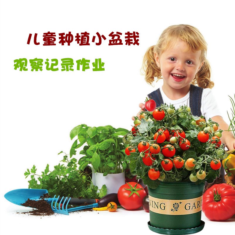 Primary school students children diy classroom homework observation Planting balcony vegetables potted flowers Seeds Simple easy plants