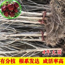 Yantai cherries saplings are large cherry seedlings planted in the south and north planting fruit trees grafted with dwarf fruit seedlings for 4 years