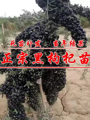 Black wolfberry seedlings, potted plants, planted in the south and north of the year, the results of eating Ningxia wild red wolfberry bonsai