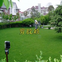 Creeping pruned bentgrass seed carpet grass seed no repair lawn cutting lawn golf course Villa courtyard greening grass seed