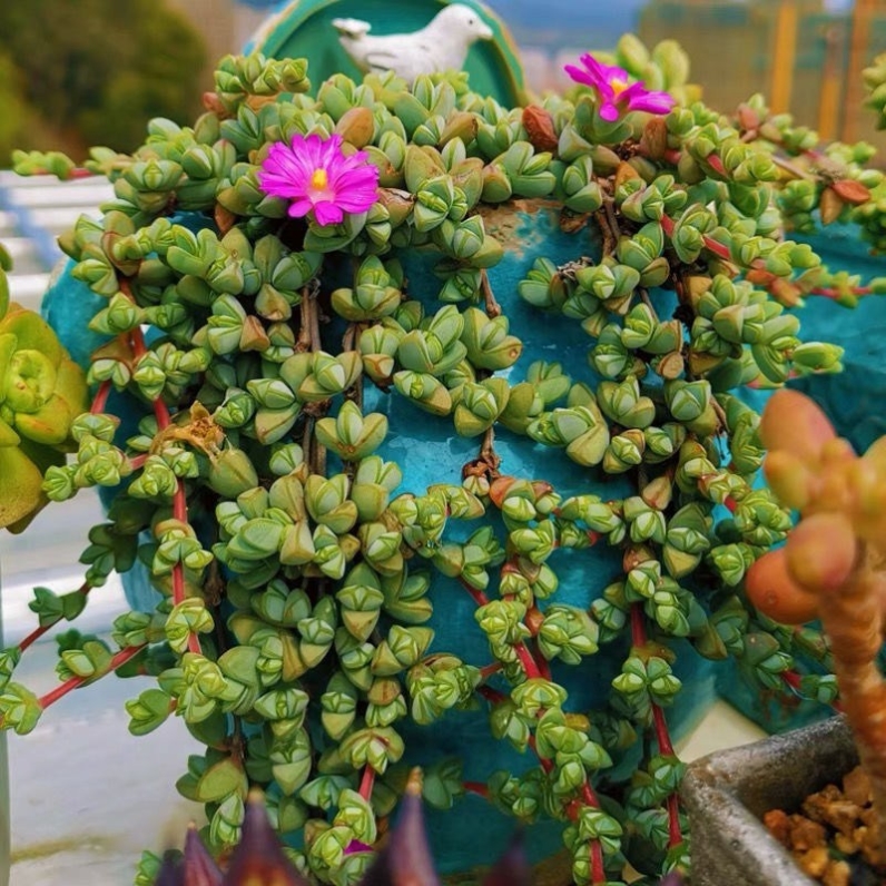 The Antlers of Kangle Haitang Beyurian Multi-Meat Plant