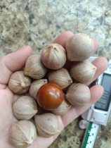 Olive core carved original seed round pearl century-old tree material hand string core raw material perfect round master grade old red oil core